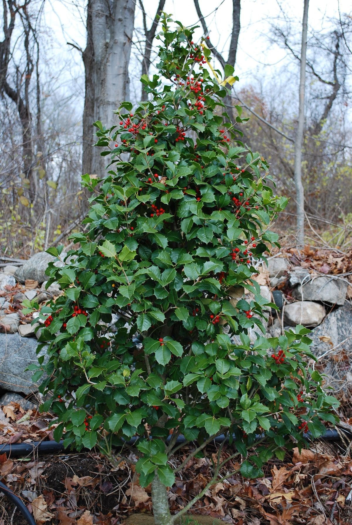 10 Evergreen Trees That Don’t Lose Their Leaves