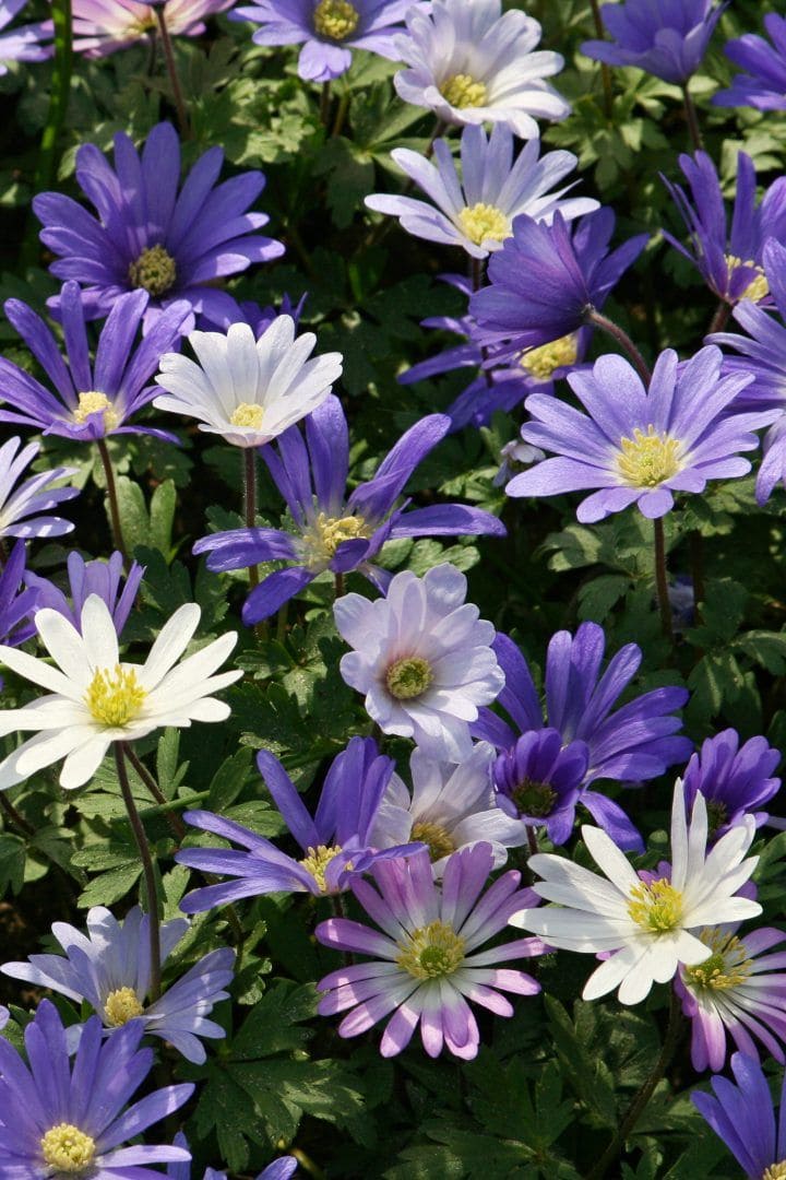 10 Best Bulbs You Can Plant in Fall