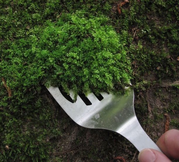 5 Steps to Grow Moss on Anything