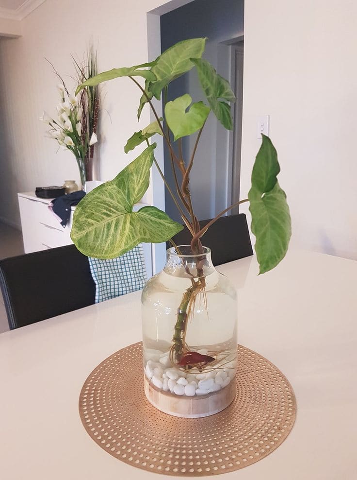 10 Plants That Grow Beautifully in Water Jars