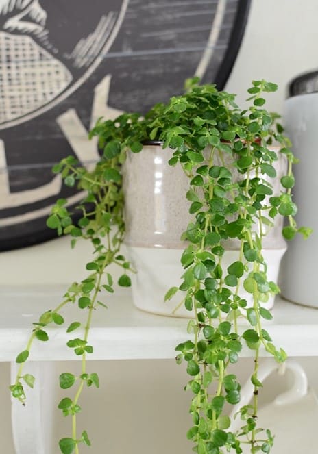 10 Plants That Love Living in a Shower Caddy