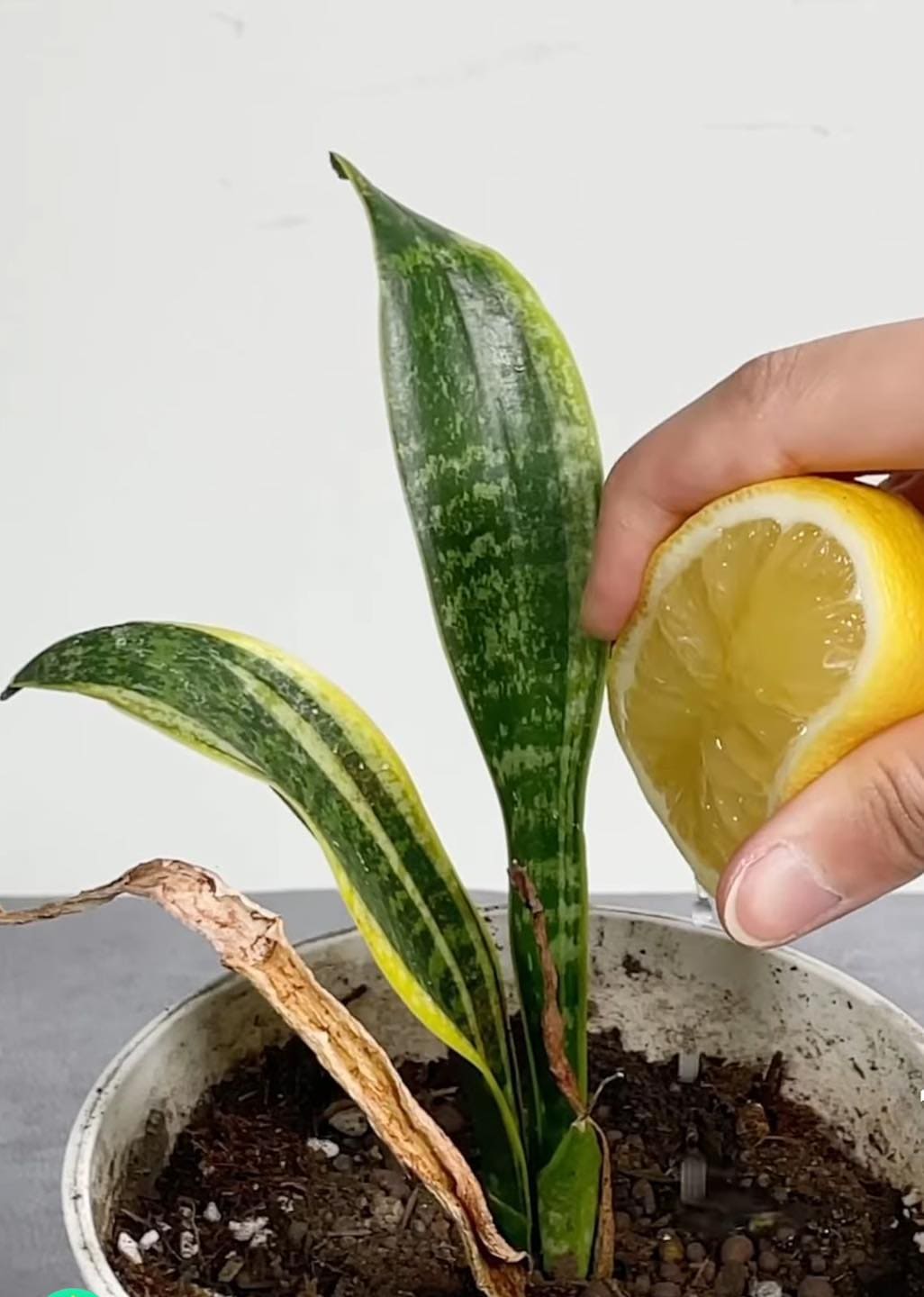 Why Gardeners Use Lemon Juice on Snake Plants