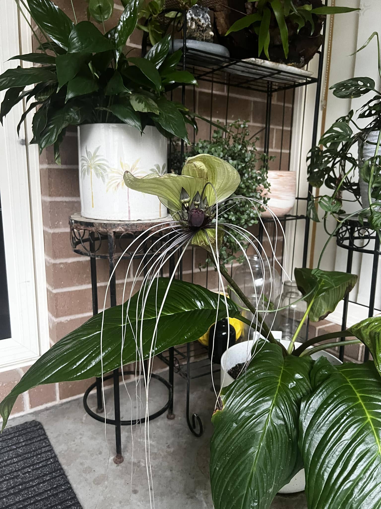 12 Unique Houseplants That Will Make Your Home Stand Out