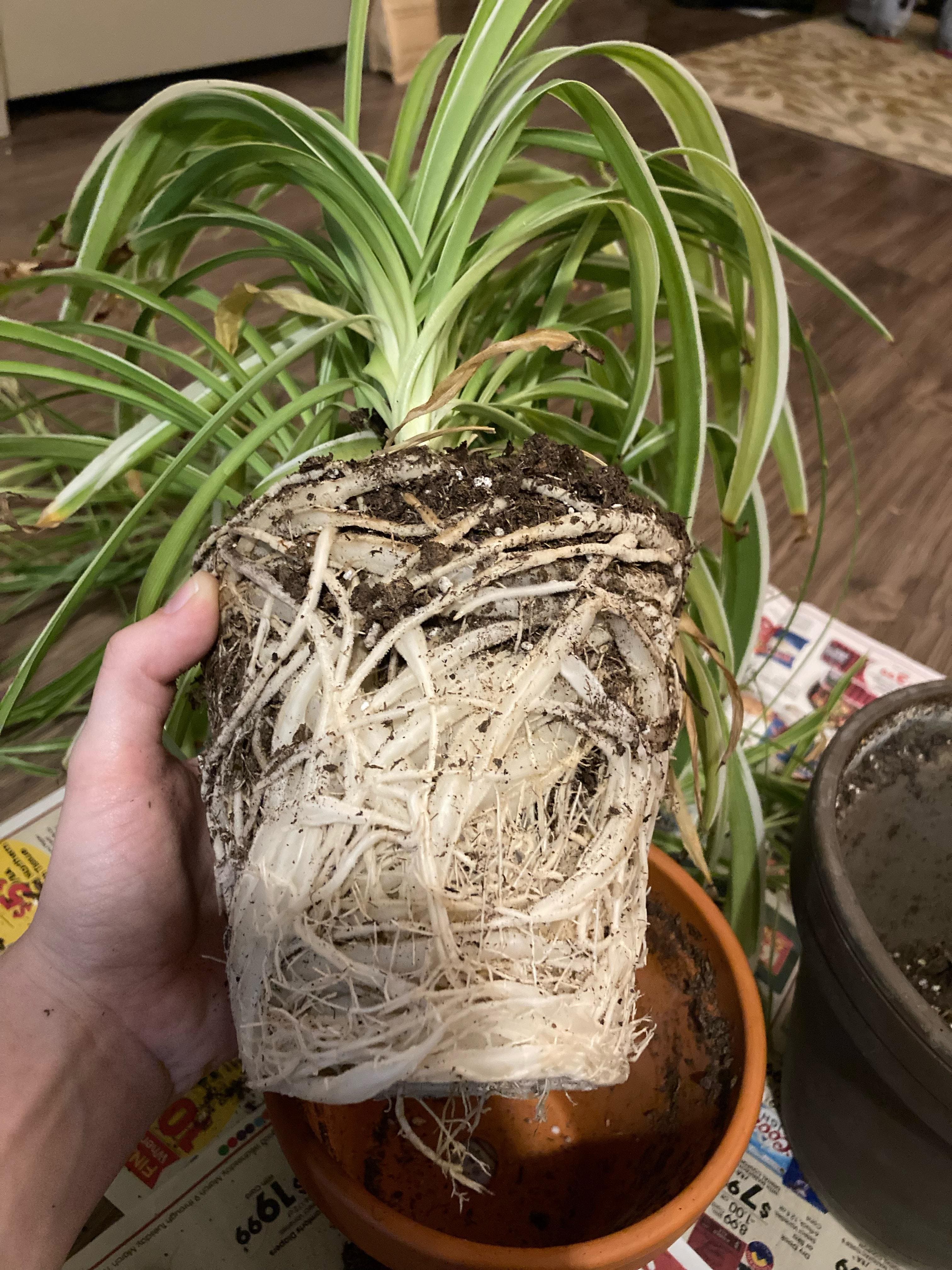 5 Reasons Spider Plants Get Brown Tips and How to Fix Them