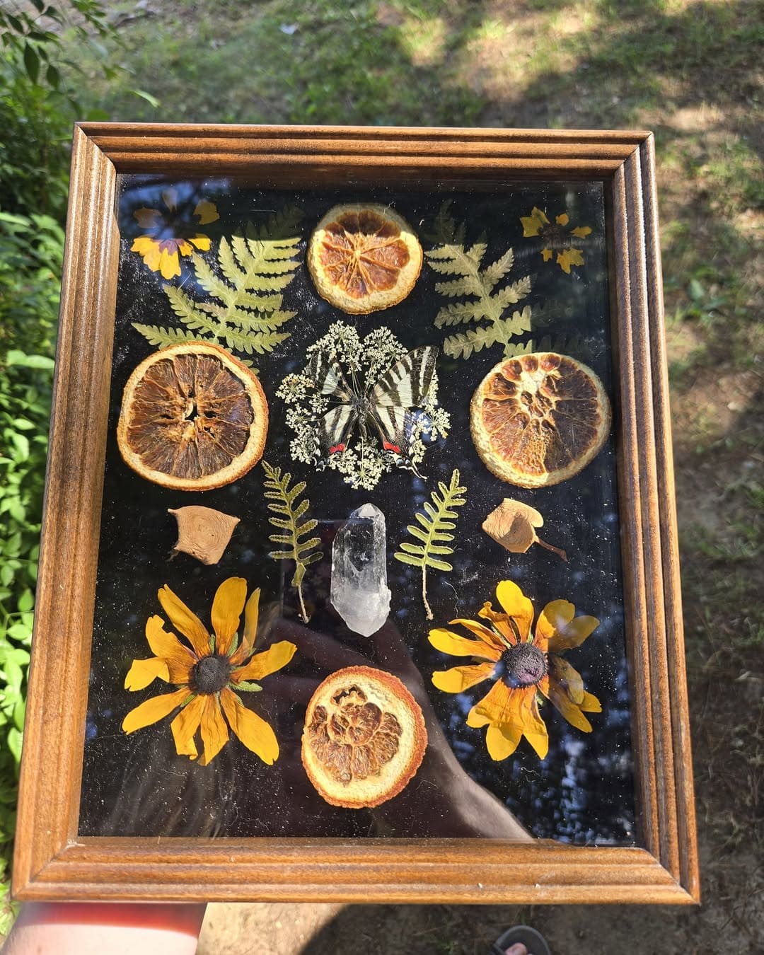 Botanical Frame with Dried Oranges