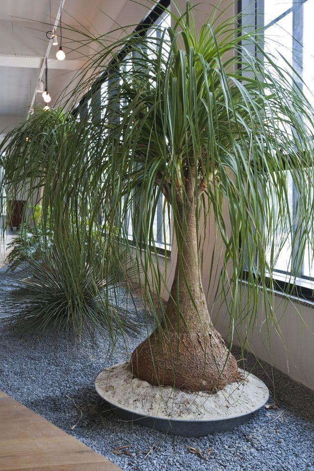 How to Make Your Ponytail Palm Grow Bigger and Taller