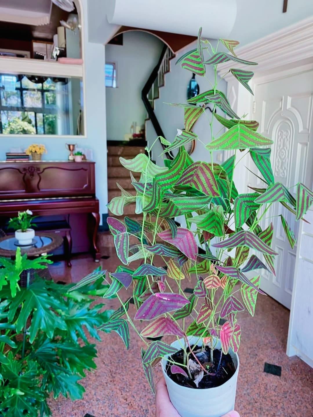 4 Stunning Plants That Look Like Butterflies