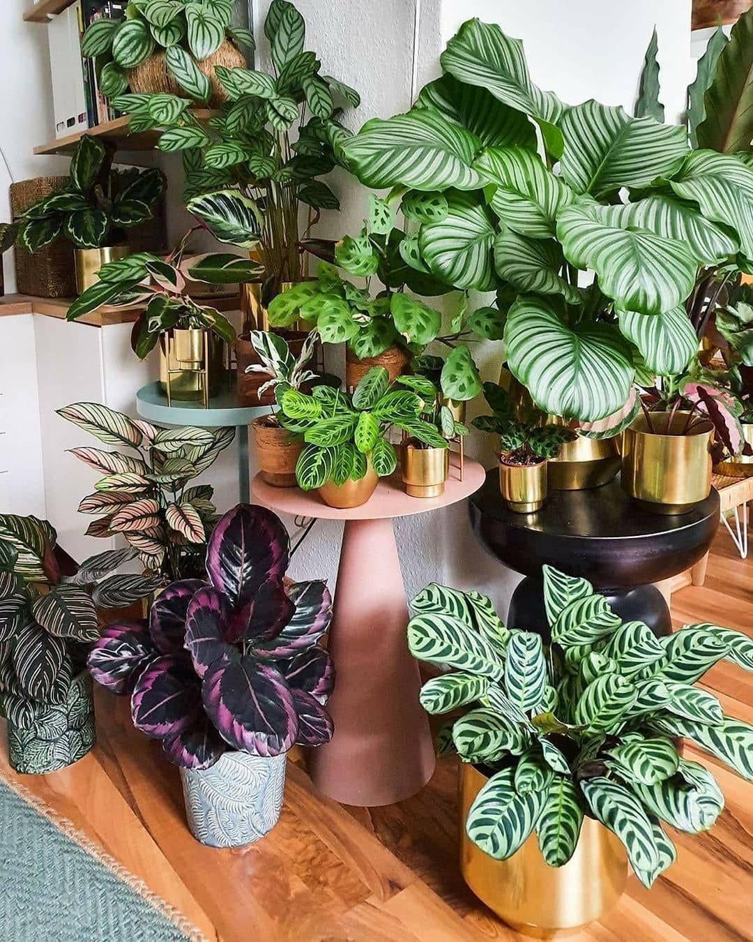10 Cat-Friendly Houseplants That Bring Greenery Without Worry