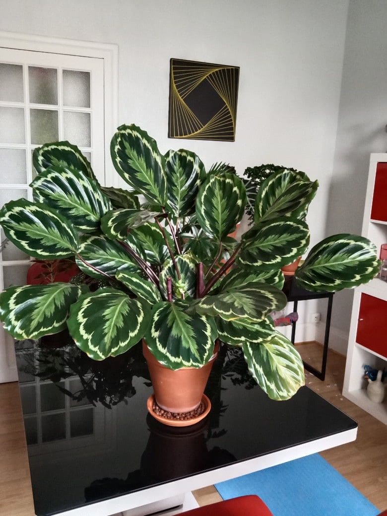 10 Stunning Indoor Plants That Change Colors