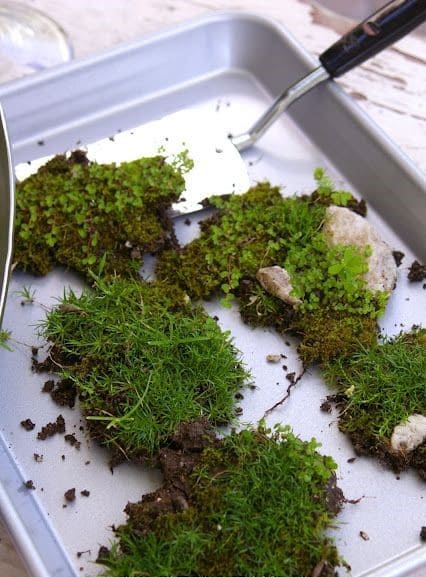 5 Steps to Grow Moss on Anything