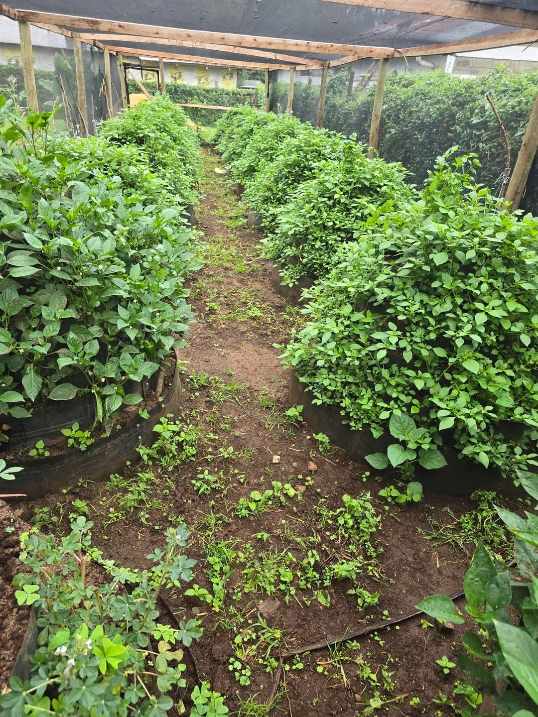 How to Build and Grow in Tiered Tire Gardens