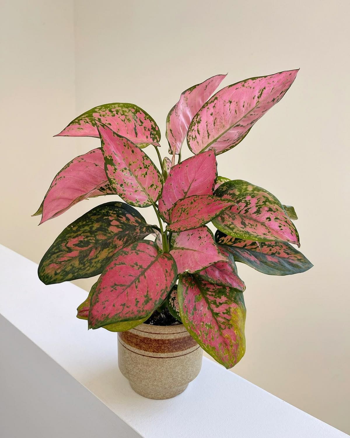 10 Stunning Indoor Plants That Change Colors