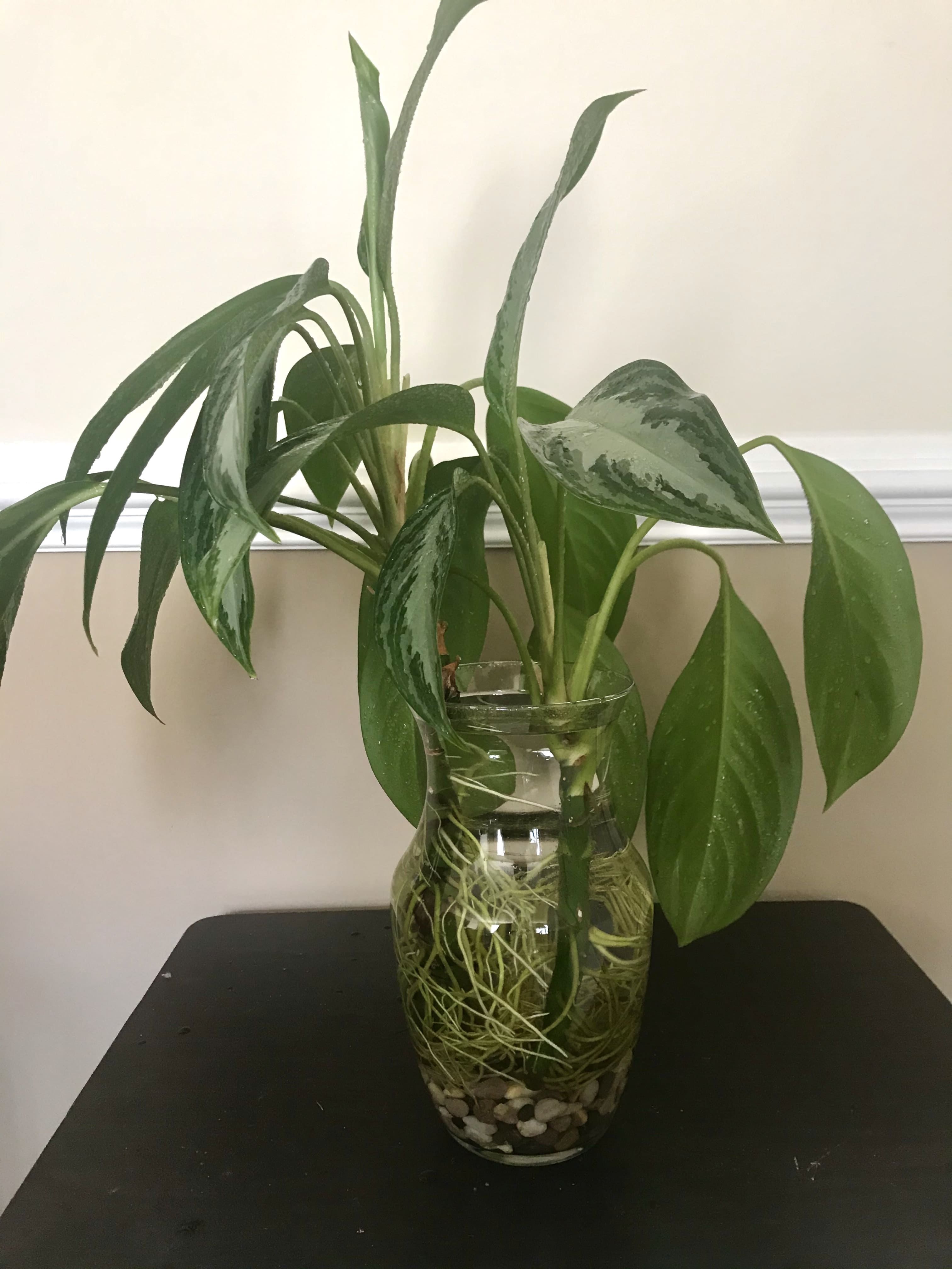 10 Plants That Grow Beautifully in Water Jars