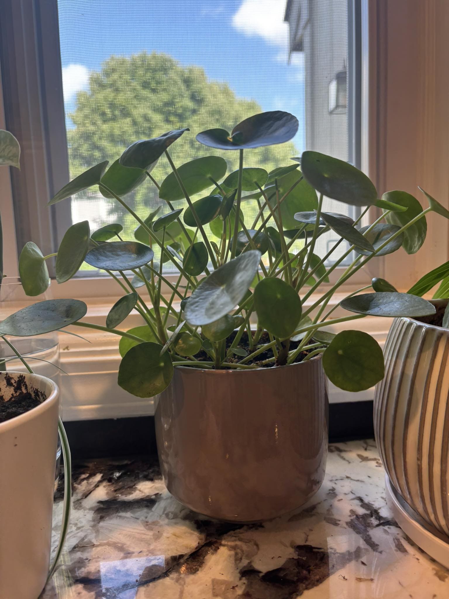 12 Unique Houseplants That Will Make Your Home Stand Out