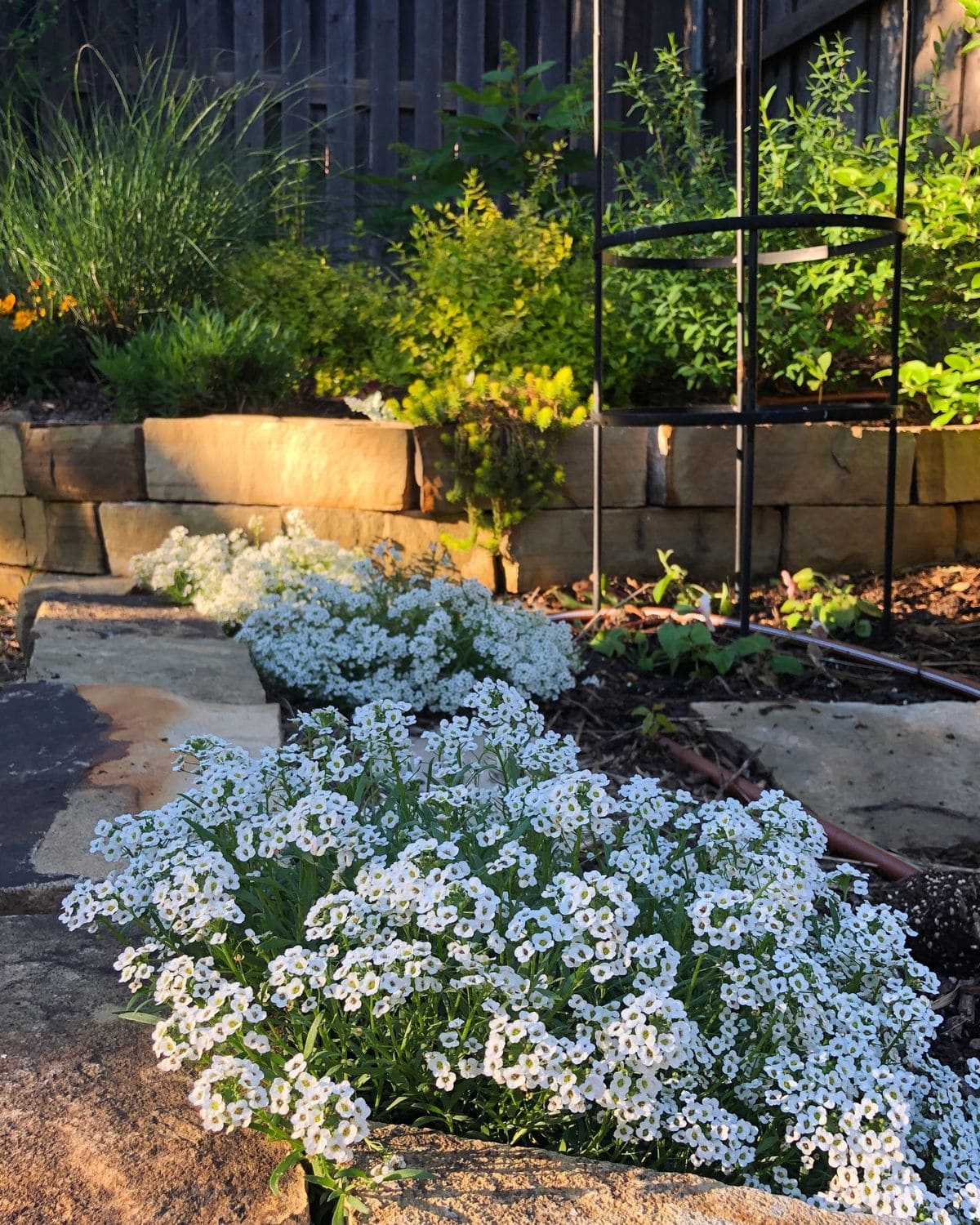 Tips to Grow Alyssum for Lush, Fragrant Blooms