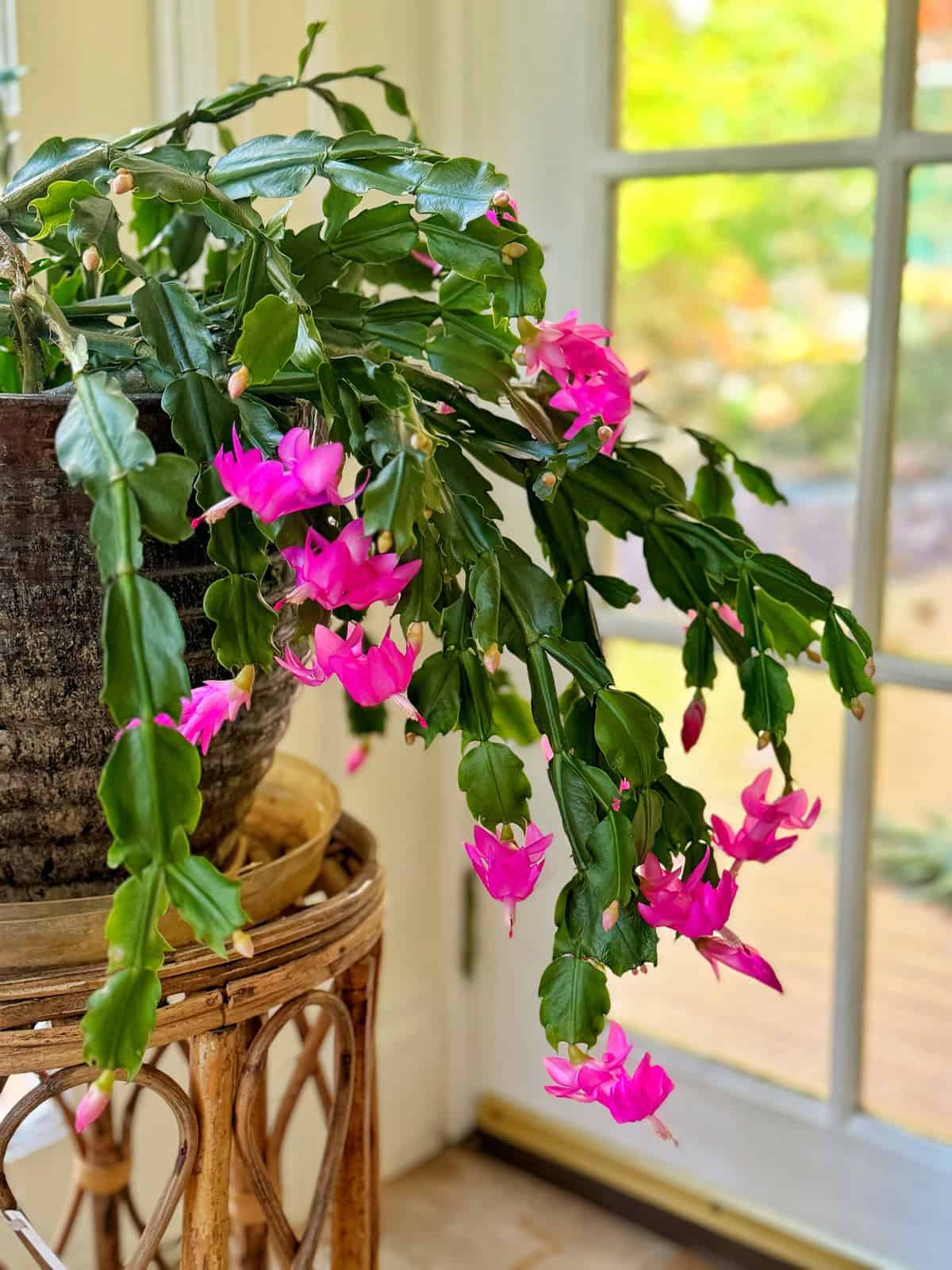 Shriveled Christmas Cactus Leaves? Here’s What’s Going On and How to Fix It