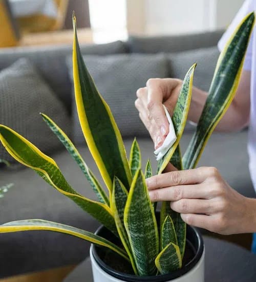 Why Gardeners Use Lemon Juice on Snake Plants
