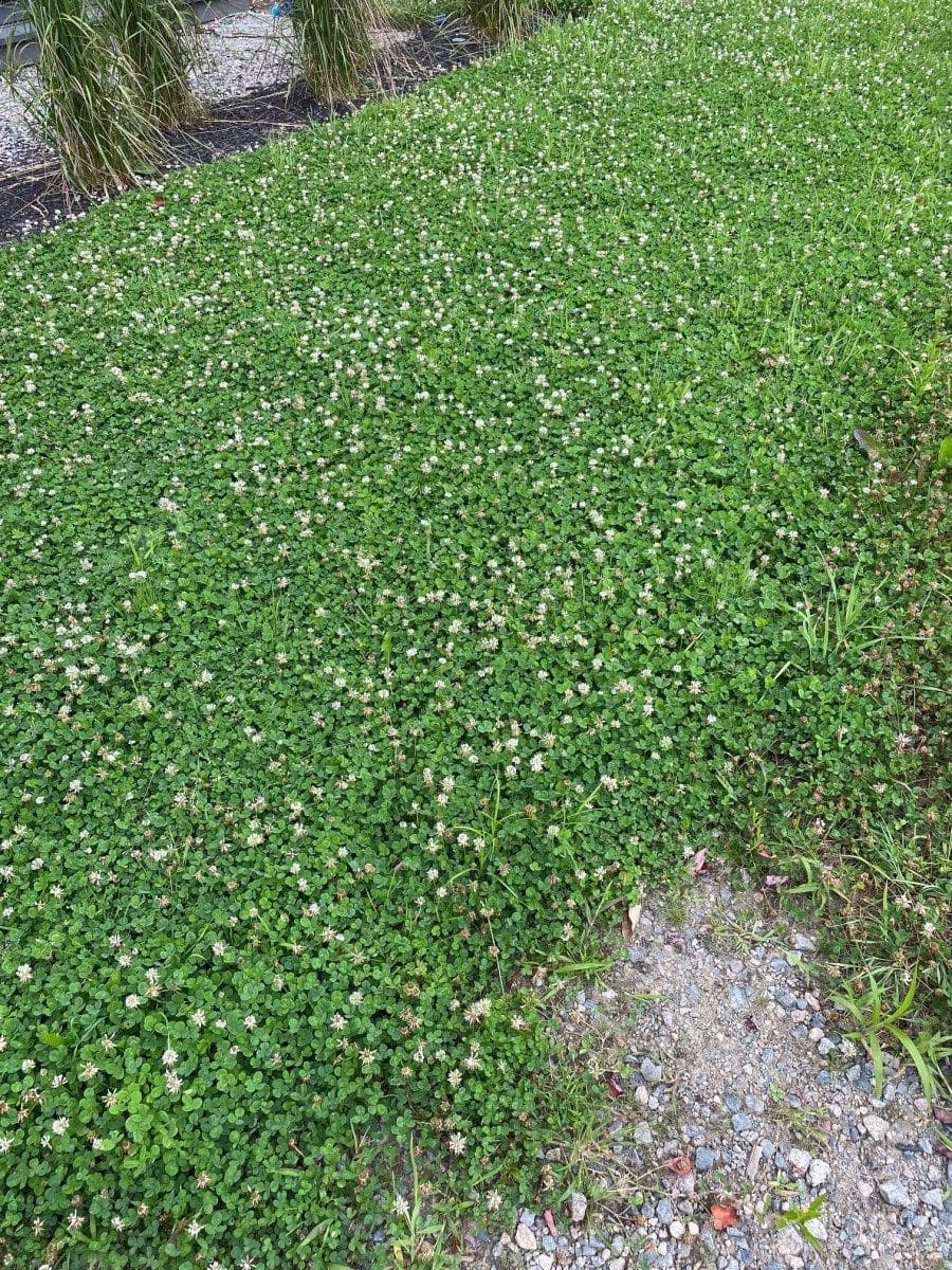 The Complete Guide to Clover Lawns: Benefits, Care, and How to Plant One