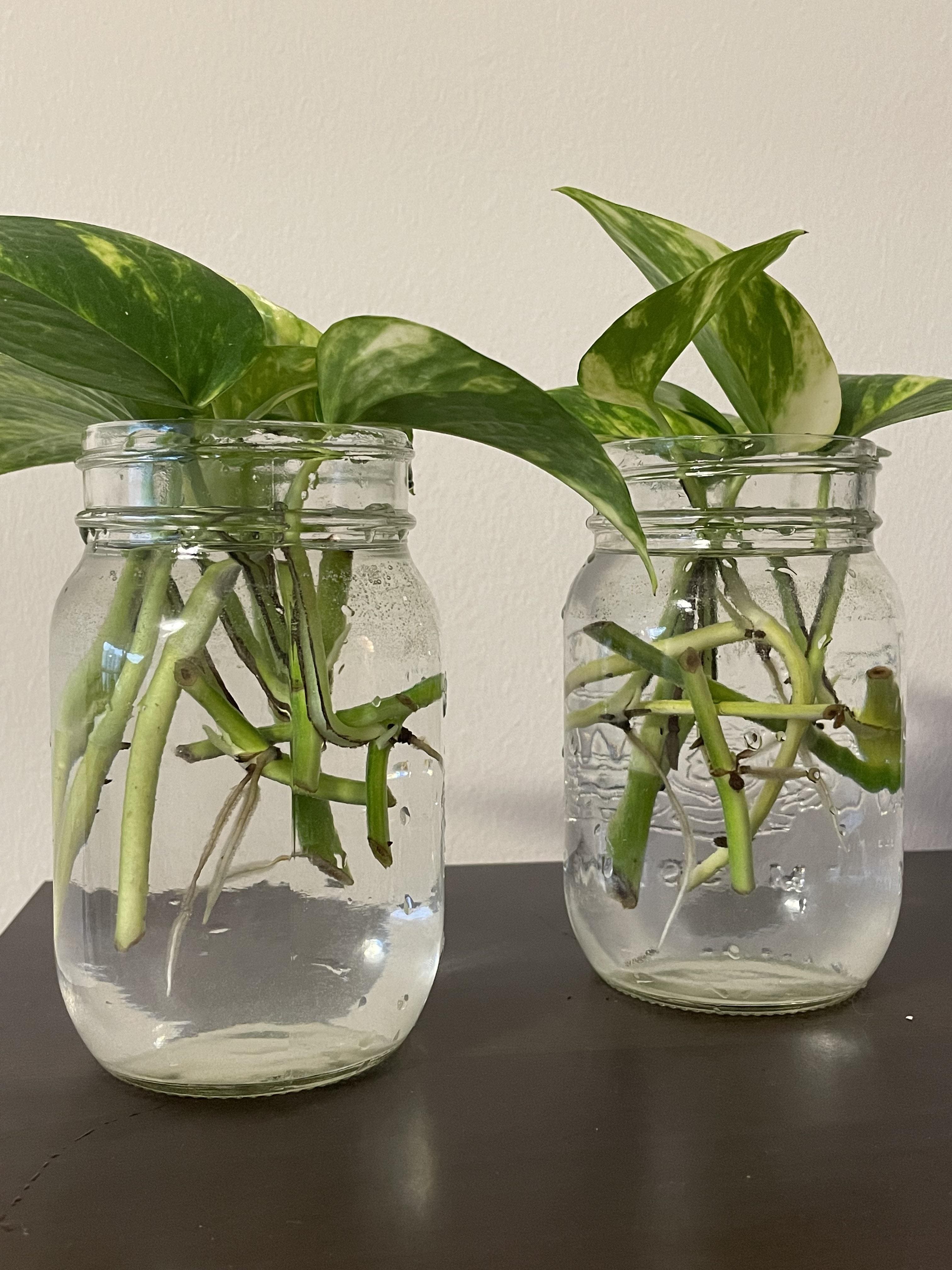 Why Your Pothos Cuttings Aren’t Rooting and How to Fix It