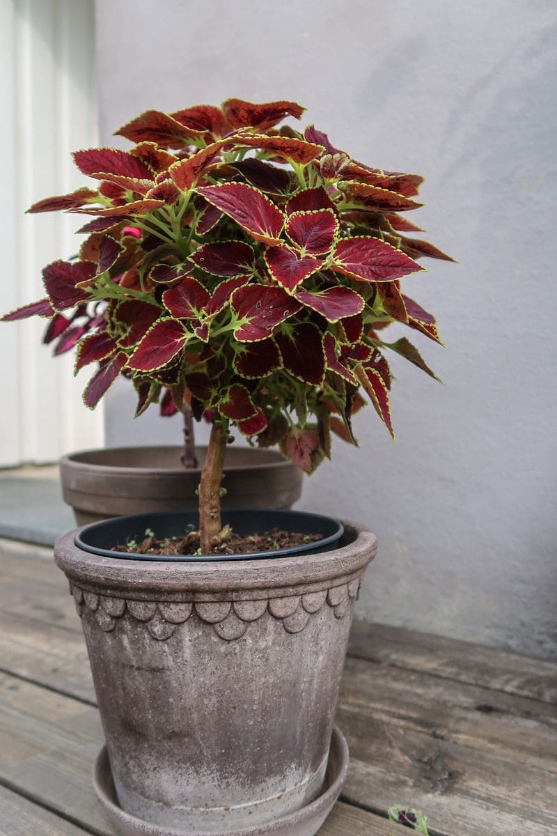 10 Stunning Indoor Plants That Change Colors
