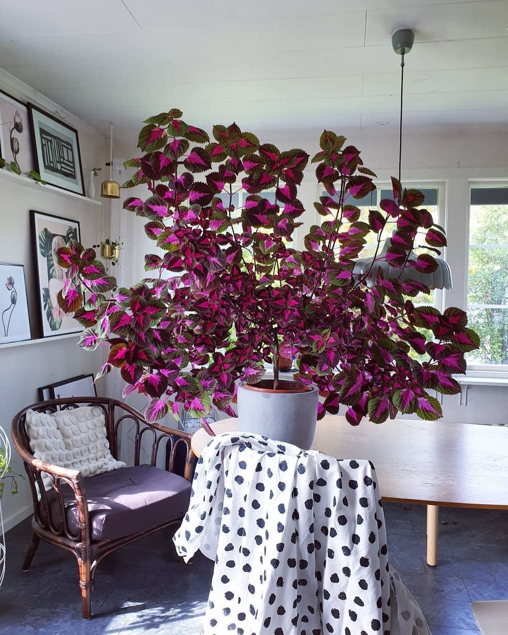 10 Stunning Plants With Purple Leaves for a Bold Garden