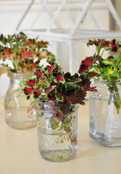 10 Plants That Grow Beautifully in Water Jars