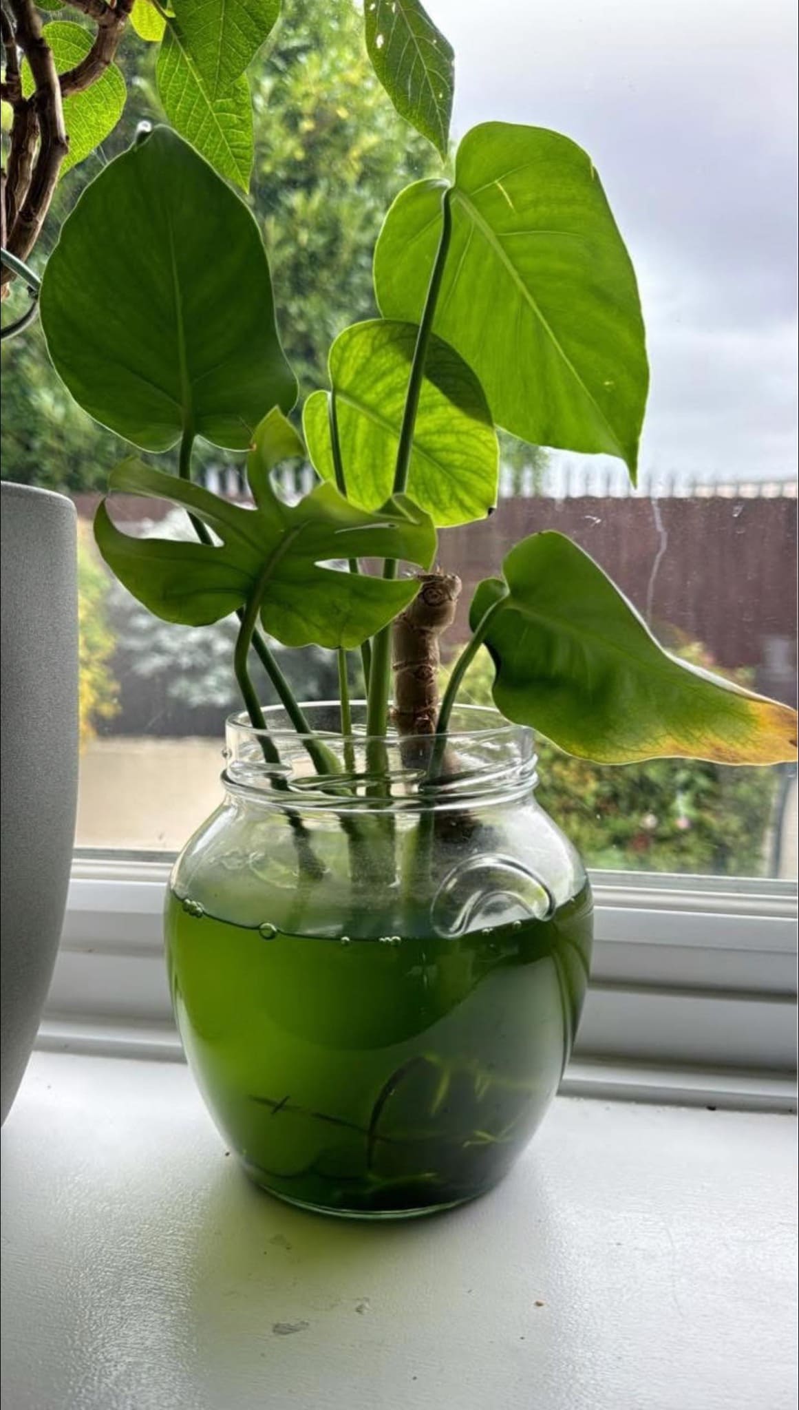 4 Easy Steps to Grow Monstera in Water Successfully