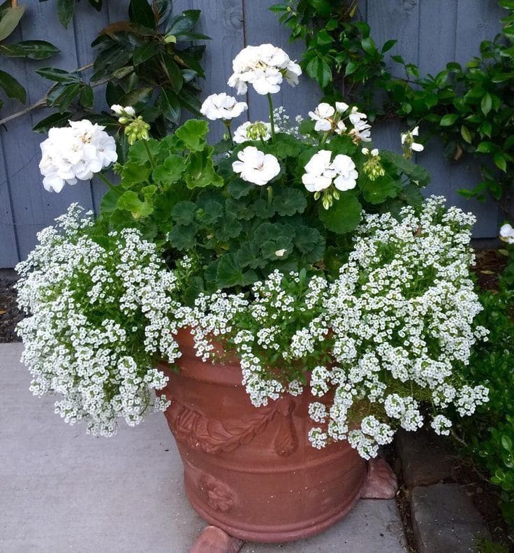 Tips to Grow Alyssum for Lush, Fragrant Blooms
