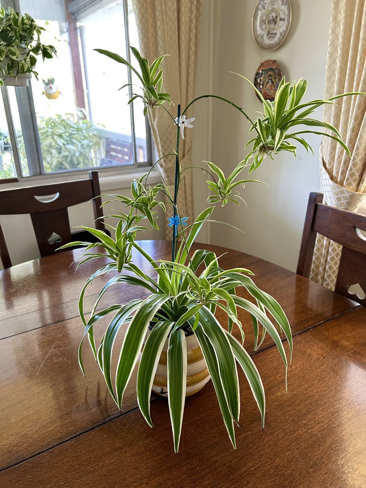 5 Easy Tips to Get Your Spider Plant to Flower