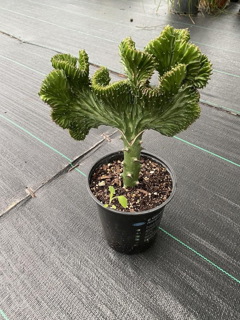 12 Unique Houseplants That Will Make Your Home Stand Out