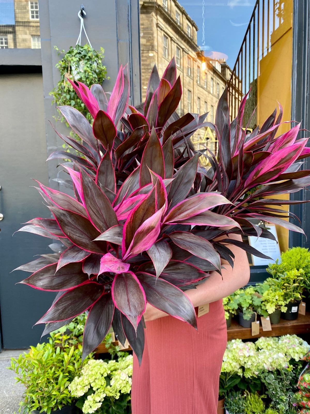 10 Stunning Plants With Purple Leaves for a Bold Garden