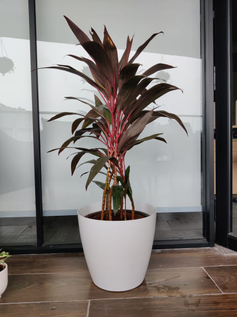 Brighten Up Your Home with the Top 5 Best Indoor Plants