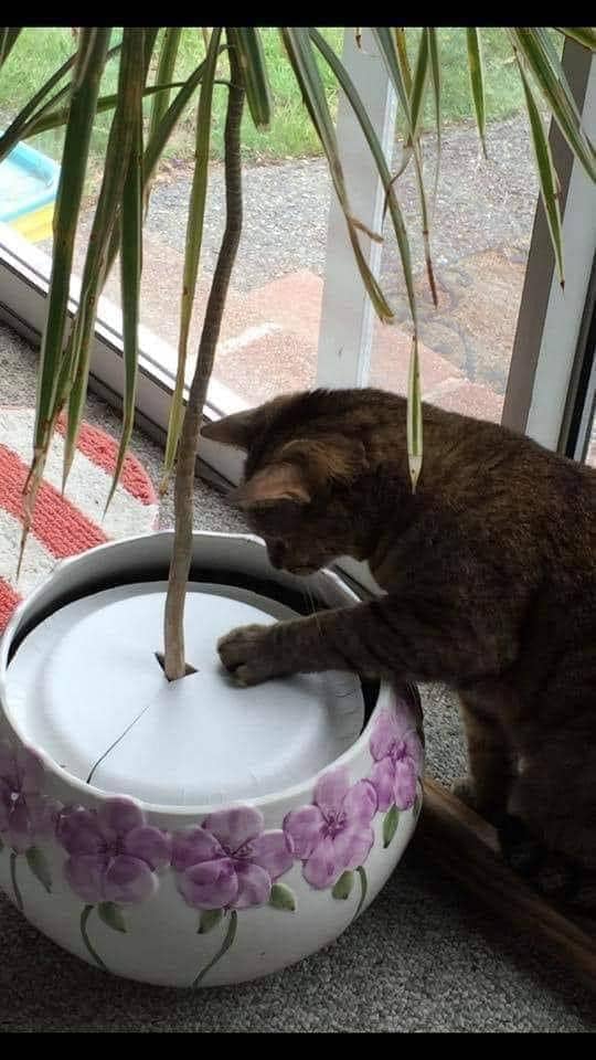 8 Smart Ways to Keep Cats Out of Your Houseplants