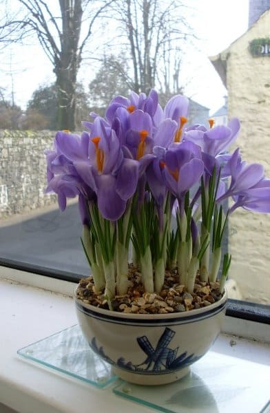 10 Best Bulbs You Can Plant in Fall