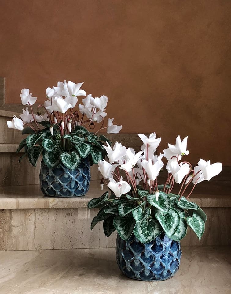 12 Stunning Winter Plants That Bloom Brightly in the Cold