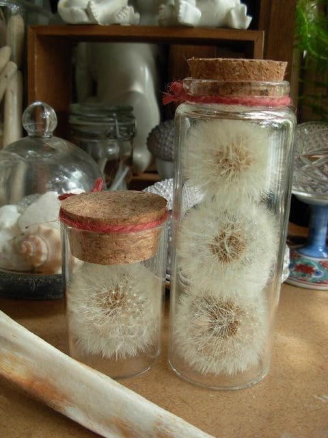 Dandelion Wishes in Glass Jars