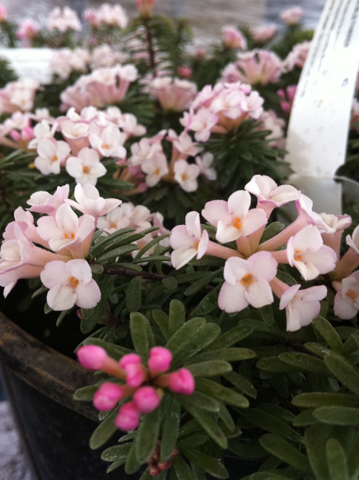 12 Stunning Winter Plants That Bloom Brightly in the Cold