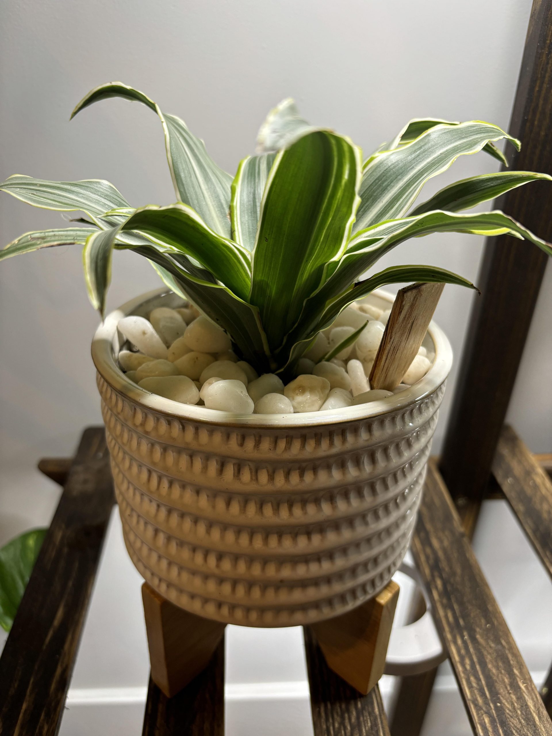 8 Smart Ways to Keep Cats Out of Your Houseplants