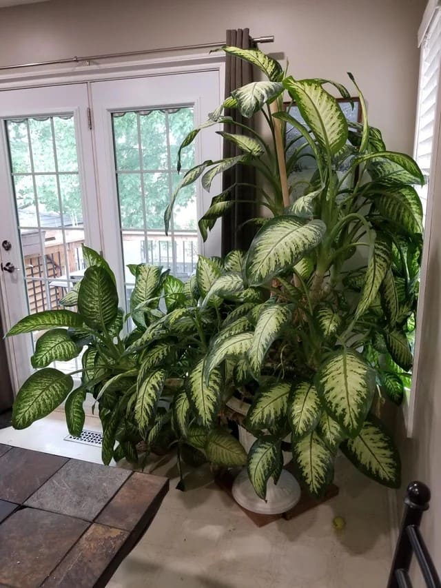 Brighten Up Your Home with the Top 5 Best Indoor Plants