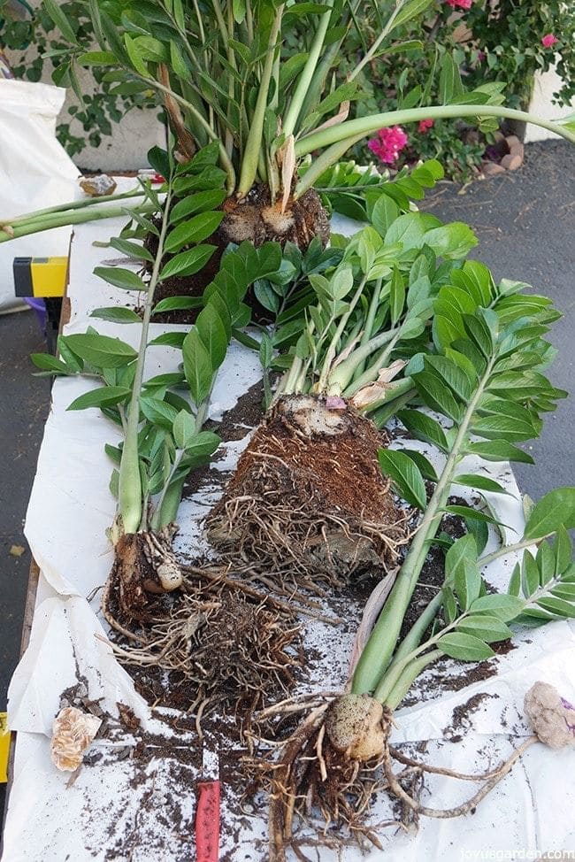 3 Easy Methods to Propagate ZZ Plants for More Green Beauty