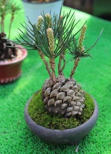How to Grow a Tiny Pine Tree from a Pine Cone