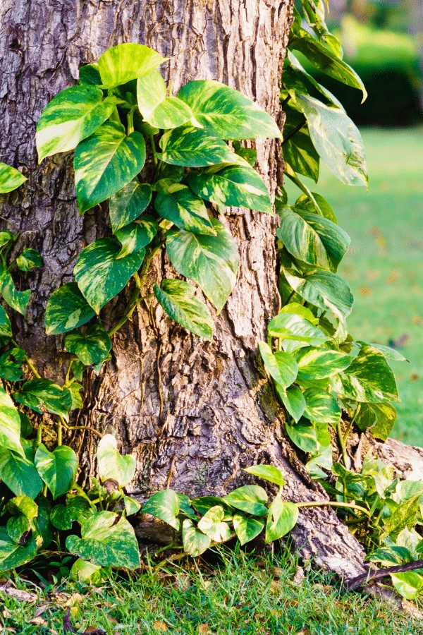 12 Gorgeous Ideas for Training Pothos Plants at Home