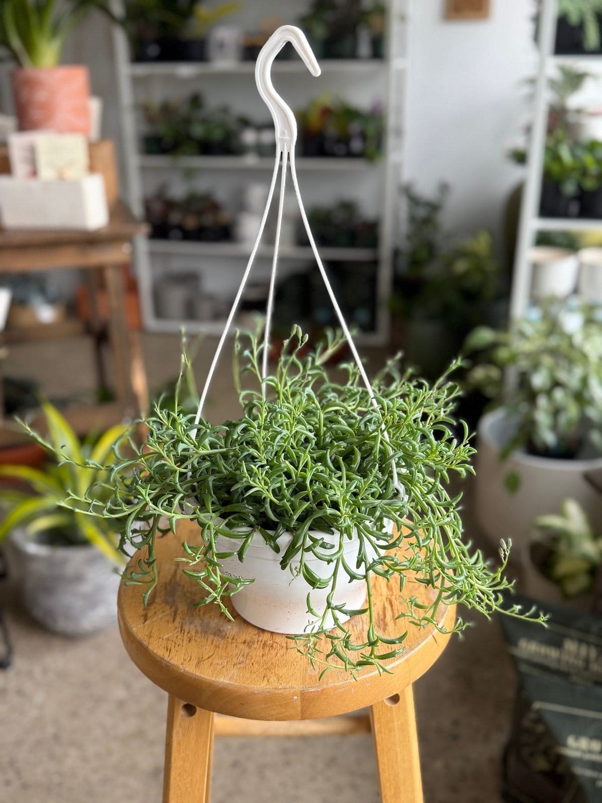 12 Unique Houseplants That Will Make Your Home Stand Out
