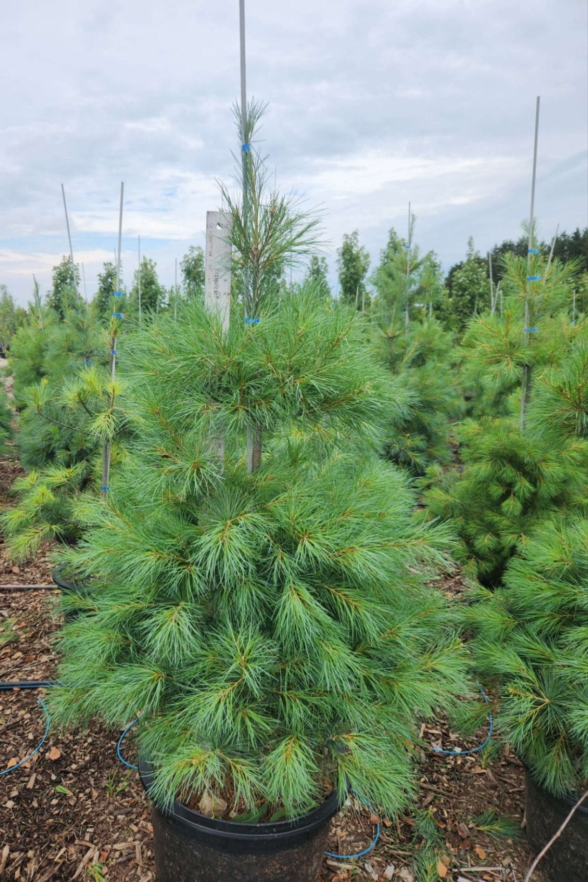 10 Evergreen Trees That Don’t Lose Their Leaves
