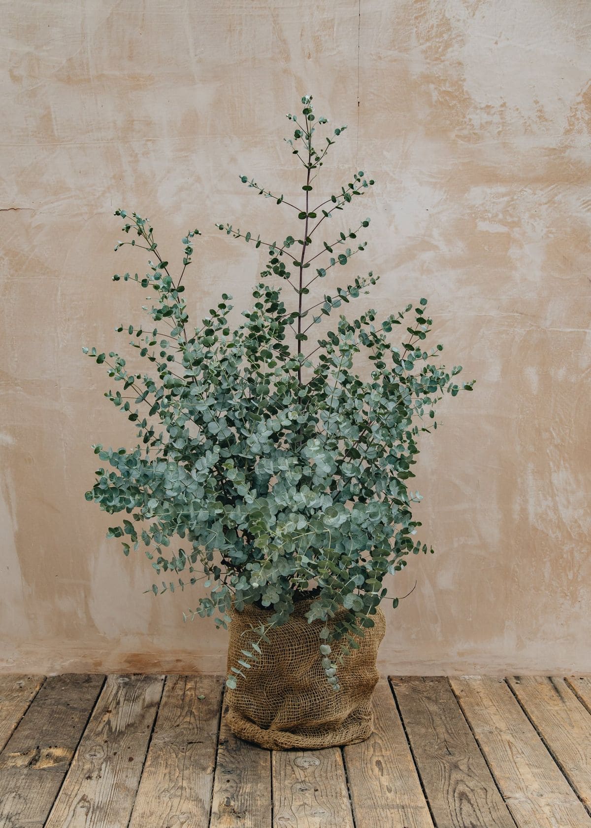 10 Evergreen Trees That Don’t Lose Their Leaves