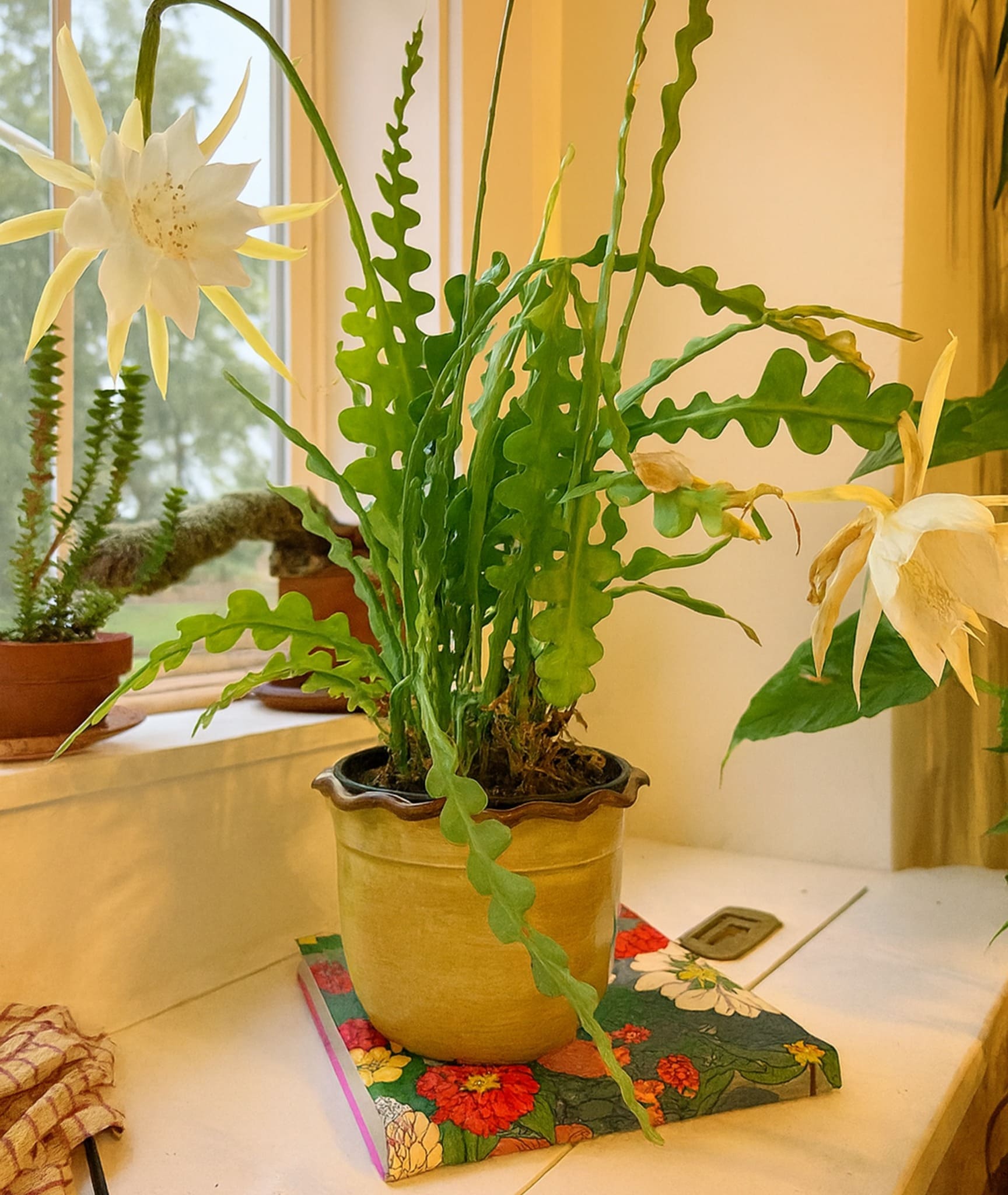 7 Tips to Get Your Fishbone Cactus to Bloom