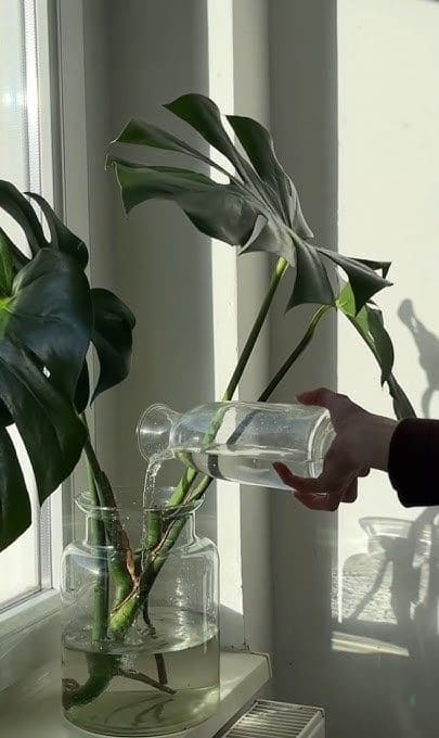 4 Easy Steps to Grow Monstera in Water Successfully
