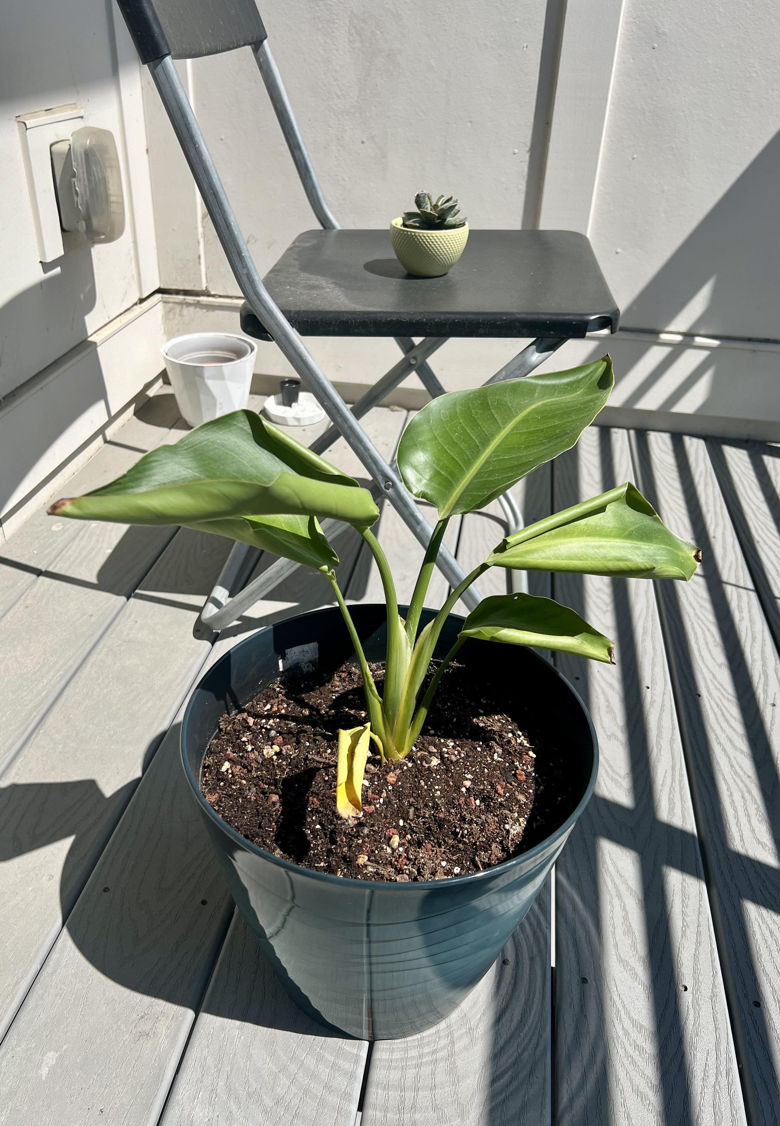 No Blooms on Bird of Paradise? These 3 Tricks May Help