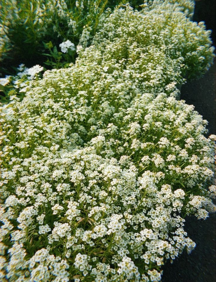 Tips to Grow Alyssum for Lush, Fragrant Blooms