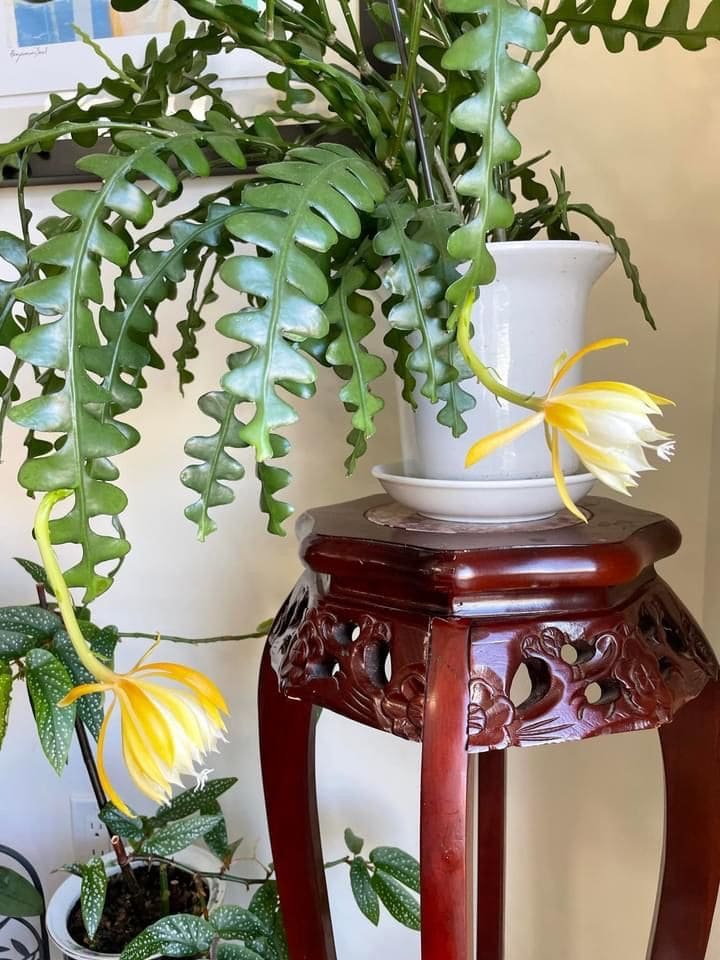7 Tips to Get Your Fishbone Cactus to Bloom